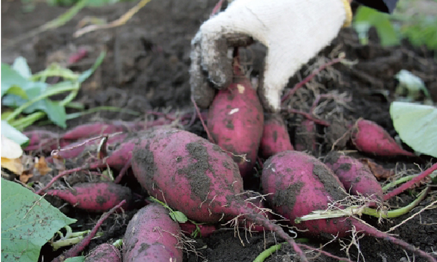 体験農園みとか 収穫体験券<br>グループ10組の画像